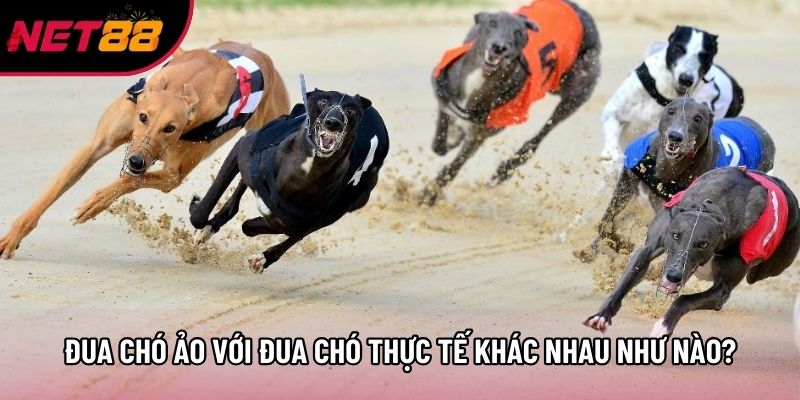 Đua chó ảo với đua chó thực tế khác nhau như nào?